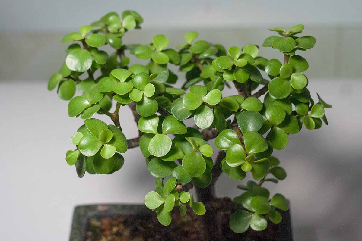 一个近距离的水平图像的Portulacaria afra(象丛)训练作为一个盆景拍摄的灰色背景。