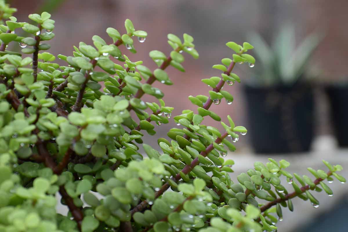 密切的横向图像的多汁的叶子和红色的茎身兼Portulacaria生长在一锅软焦点的背景图。