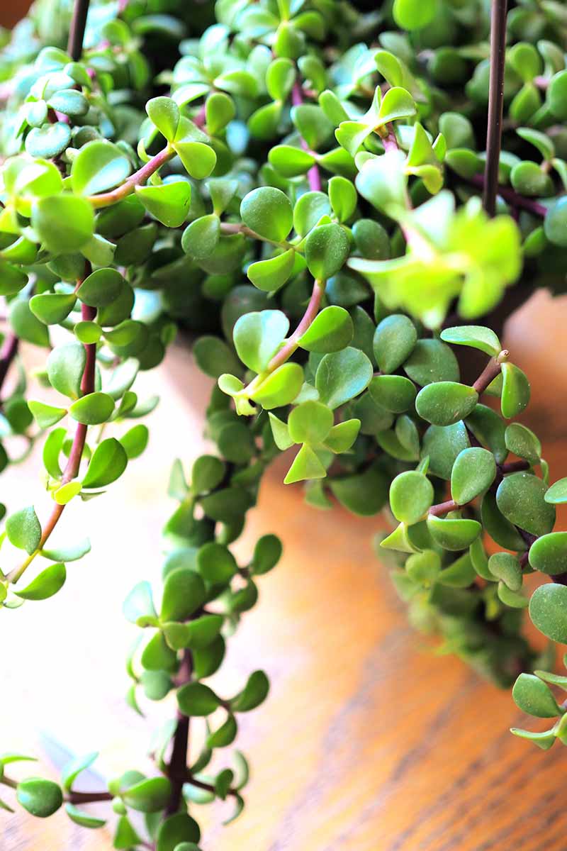 关闭垂直的形象Portulacaria afra Prostrata生长在一个吊篮上设置一个木制表面。