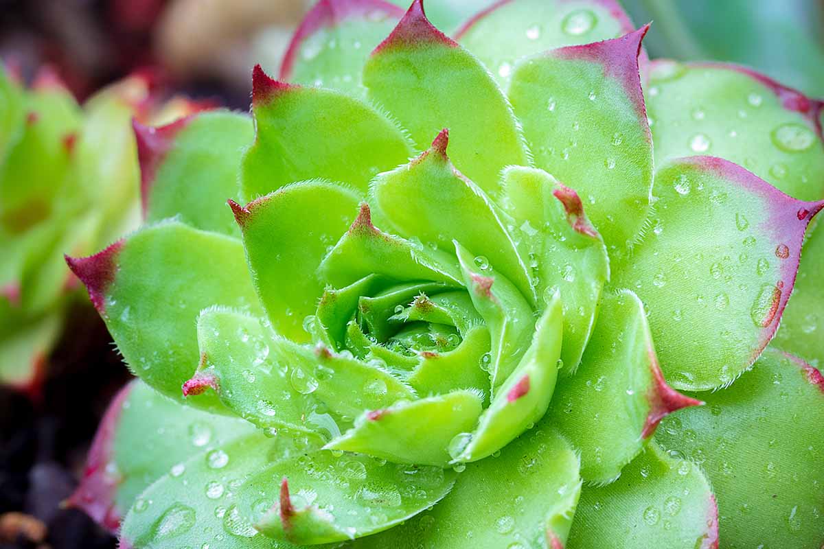 一个近距离的水平图像的叶子Sempervivum tectorum 'Royanum绿叶和紫色的尖端。