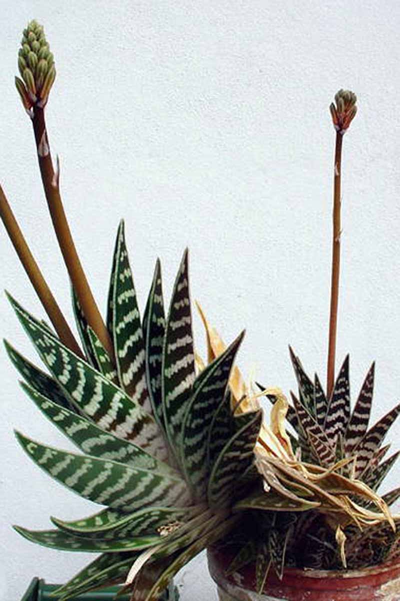 一个近距离垂直图像的盆栽虎芦荟(Gonialoe variegata)在开花。