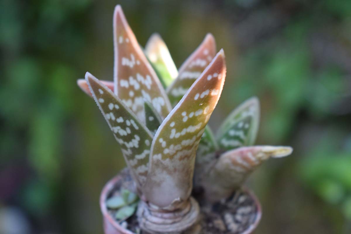 近距离的水平图像,虎芦荟(Gonialoe variegata)生长在一个小罐子里,背景是软焦点。