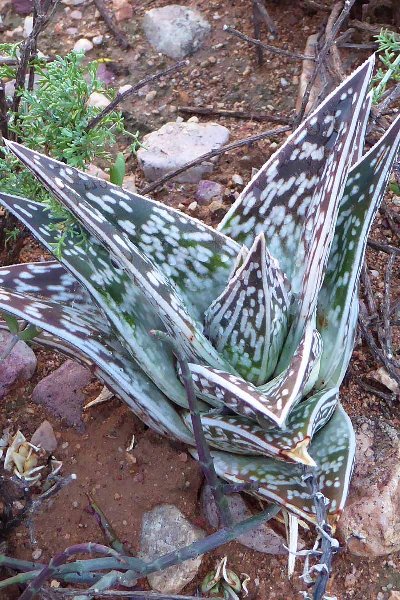 一个近距离垂直图像虎芦荟(Gonialoe variegata)又名鹧鸪乳房芦荟生长在花园里。