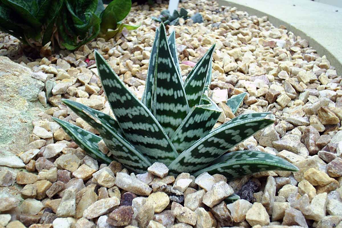 一个近距离的水平图像虎芦荟(Gonialoe variegata)生长在一个岩石花园。