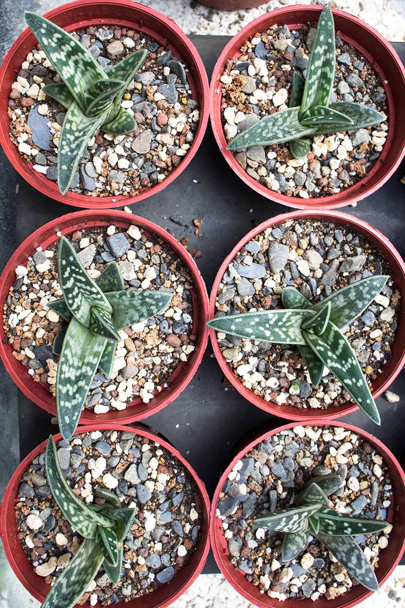 一个垂直自上而下的图像的Gonialoe variegata植物生长在小盆。BOB体育APP苹果下载
