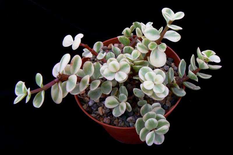 密切的横向图像Portulacaria afra Variegata生长在一个小锅在一个黑暗的背景。