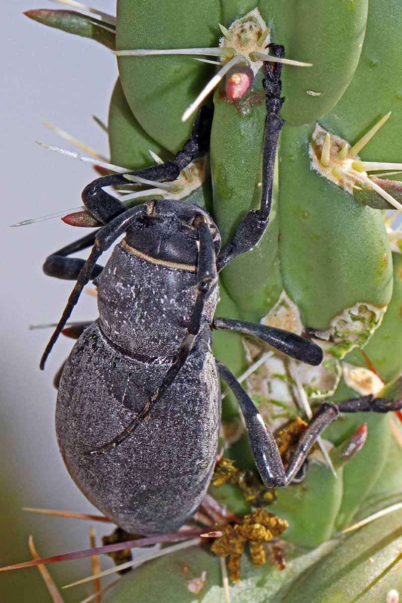 一个近距离垂直图像的仙人掌长角甲虫(Moneilema armatum)在植物。