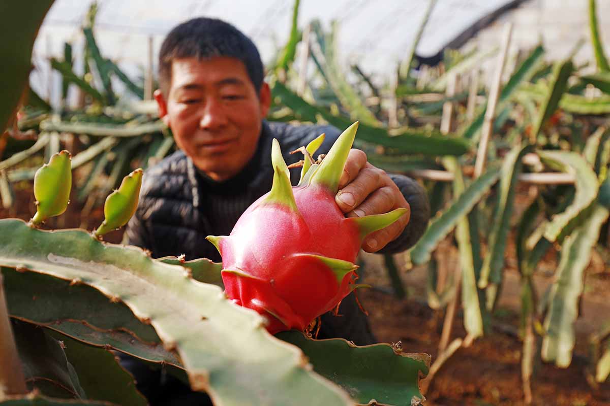 一个园丁从植物上收获成熟的火龙果的近距离水平图像。