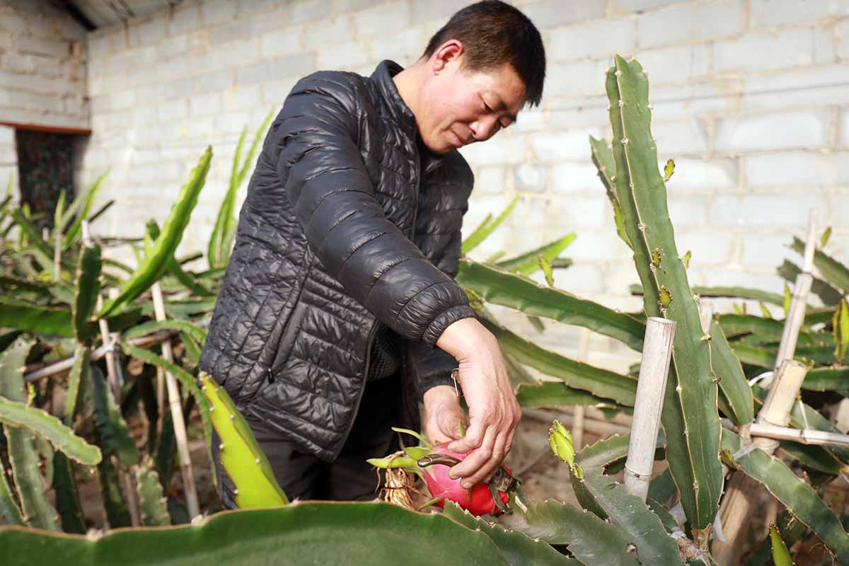 一个近距离的园丁收获火龙果。编辑来源:junrong / Shutterstock.com。