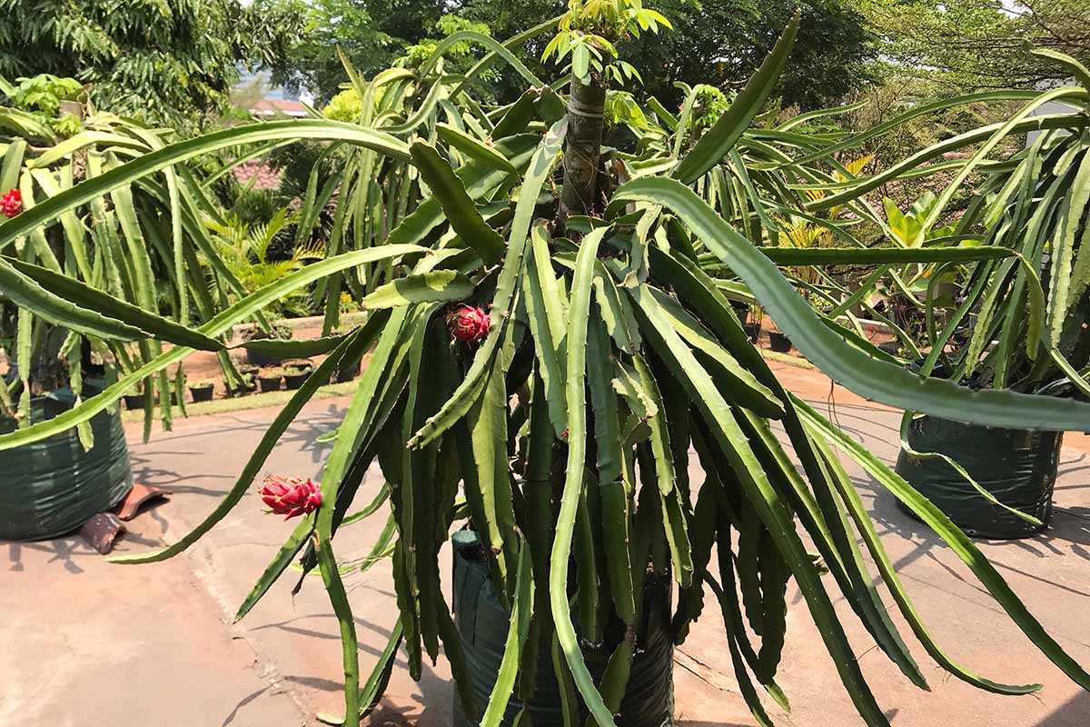 在明亮的阳光下,大型火龙果植物生长在混凝土表面的大型容器中。BOB体育APP苹果下载