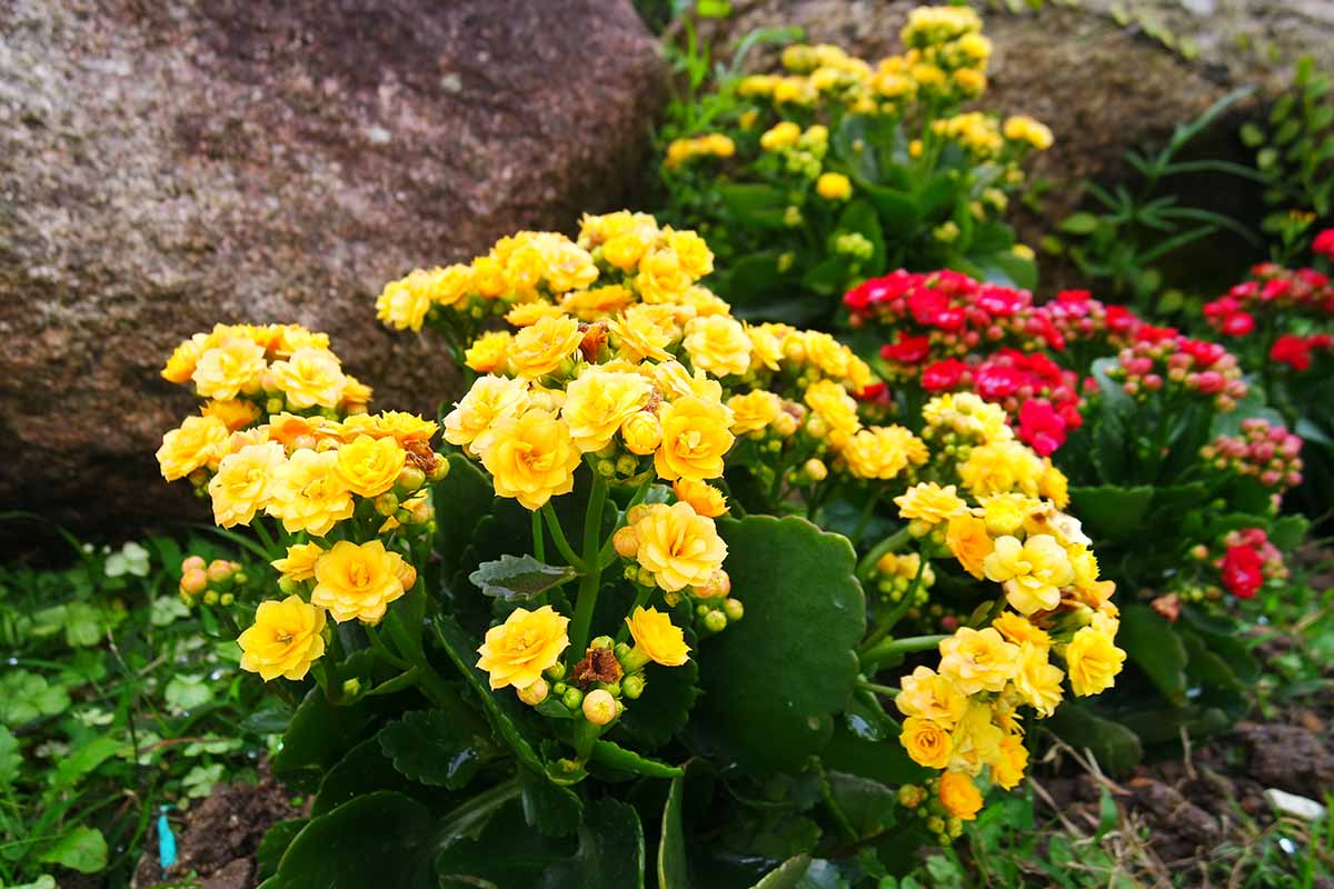 一个近距离水平图像的黄色和红色燃烧凯蒂(kalanche blossfeldiana)生长在户外花园。