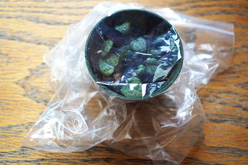 一个近距离水平图像的锅覆盖塑料袋设置在一个木制表面。