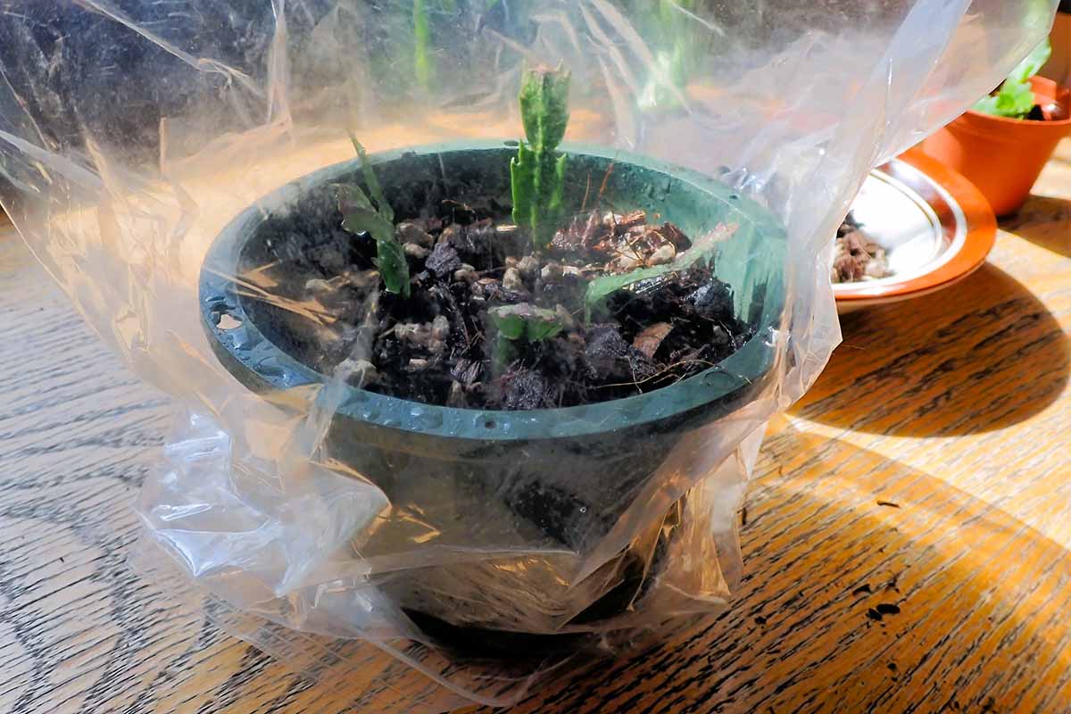 圣诞仙人掌插枝横放在一个用塑料袋覆盖的罐子里,以增加湿度。