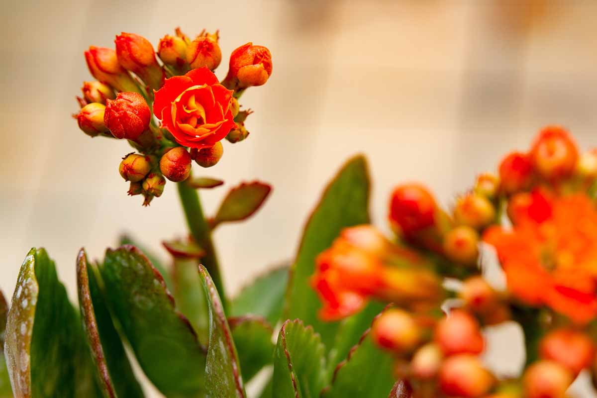 一个近距离的水平图像的芽和开花的燃烧水果(kalanche blossfeldiana)拍摄在一个软焦点背景。