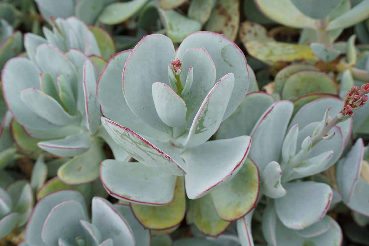 一个近距离的水平图像的银元花植物生长在花园里。
