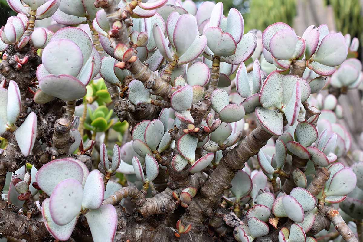 一个近距离的水平图像的银玉植物(Crassula arborescens)生长在户外。