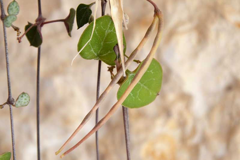 一个近距离的水平图像的一串心脏葡萄(Ceropegia woodii)与成熟的种子荚。