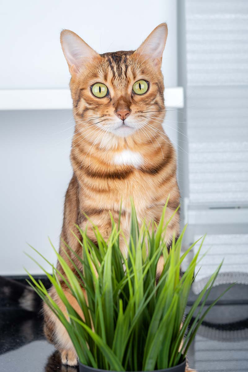 一只大型孟加拉猫坐在一盆室内草前的近距离垂直图像。