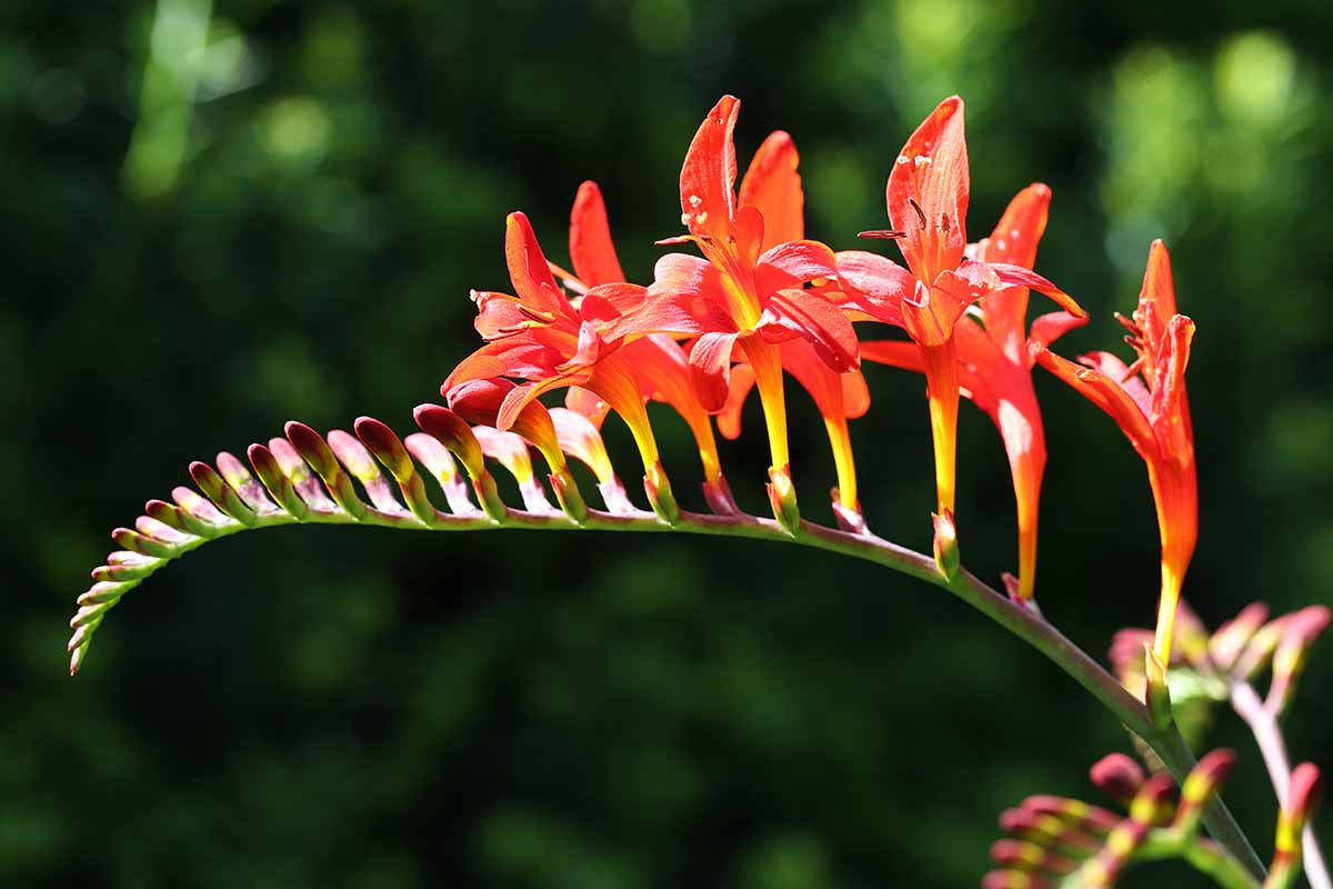 关闭水平的形象充满活力的红色Crocosmia花软焦点的背景图在明亮的阳光下。