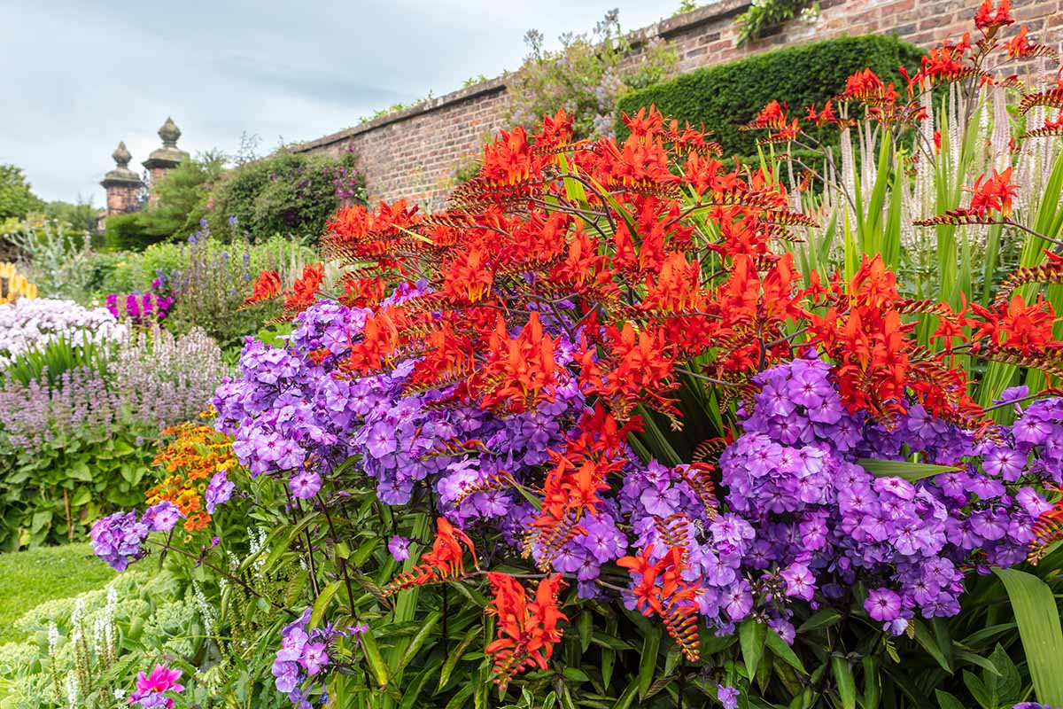 水平图像的色彩斑斓的别墅花园鲜红Crocosmia花在后台一堵砖墙。