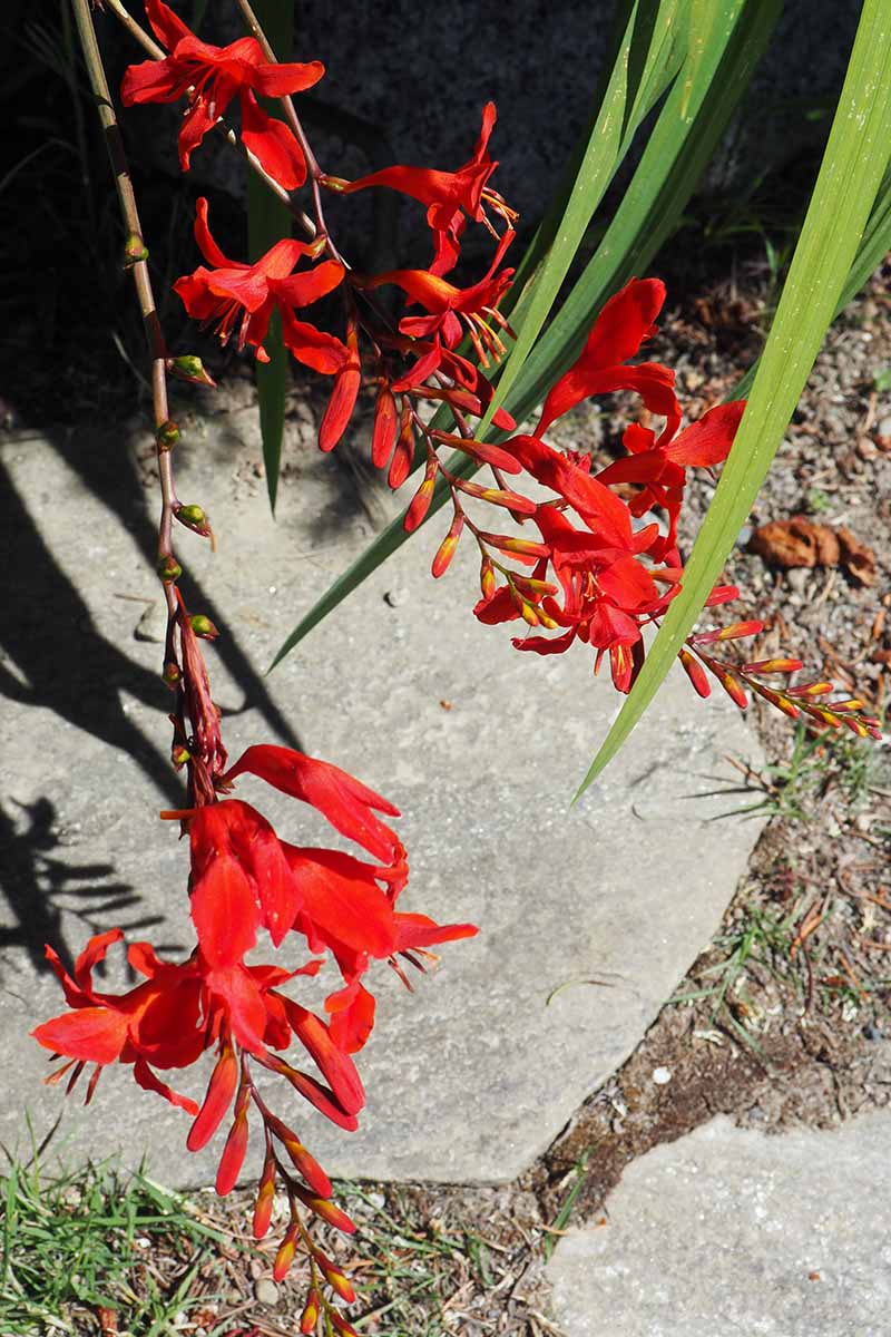 的关闭垂直图像亮红色的花朵Crocosmia在花园里生长在一个阳光明媚的地方。