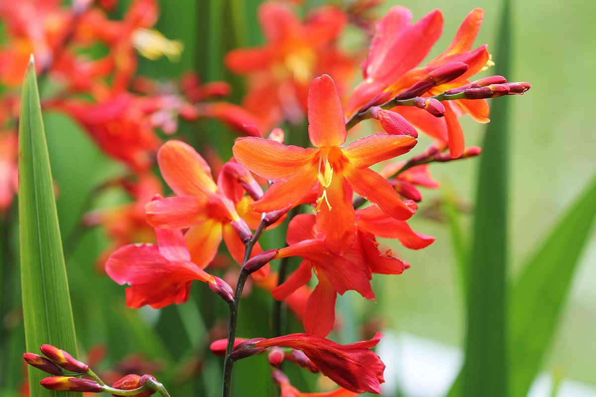 密切的横向图像亮红色Crocosmia花种植在花园里见软焦点的背景。