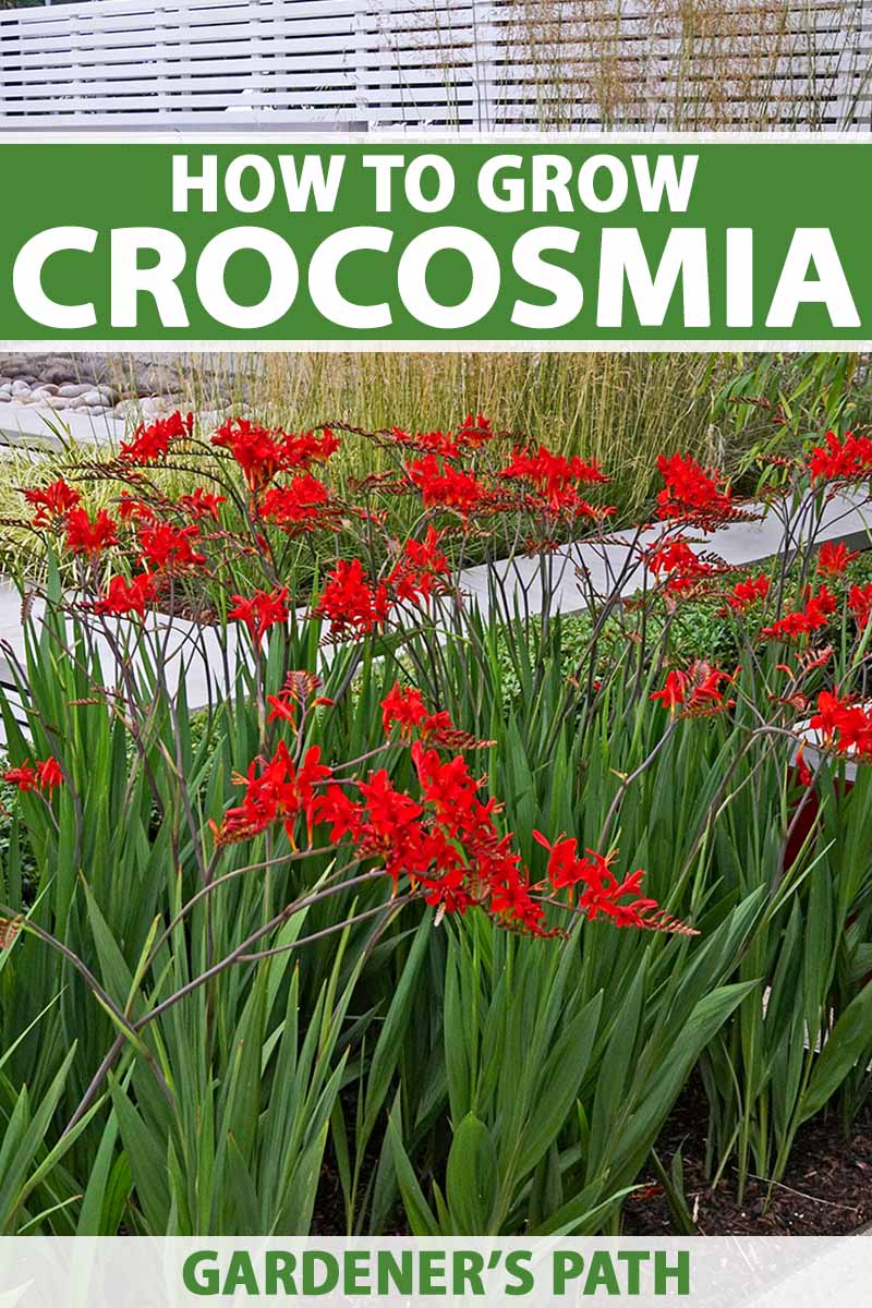 垂直的图像亮红色Crocosmia鲜花生长在一个花园的边界。框架的顶部和底部是绿色和白色印刷文本。