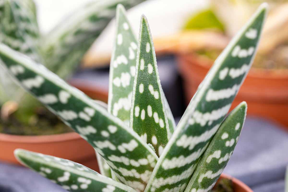 密切的横向图像发现树叶Gonialoe variegata增长在一个小锅。