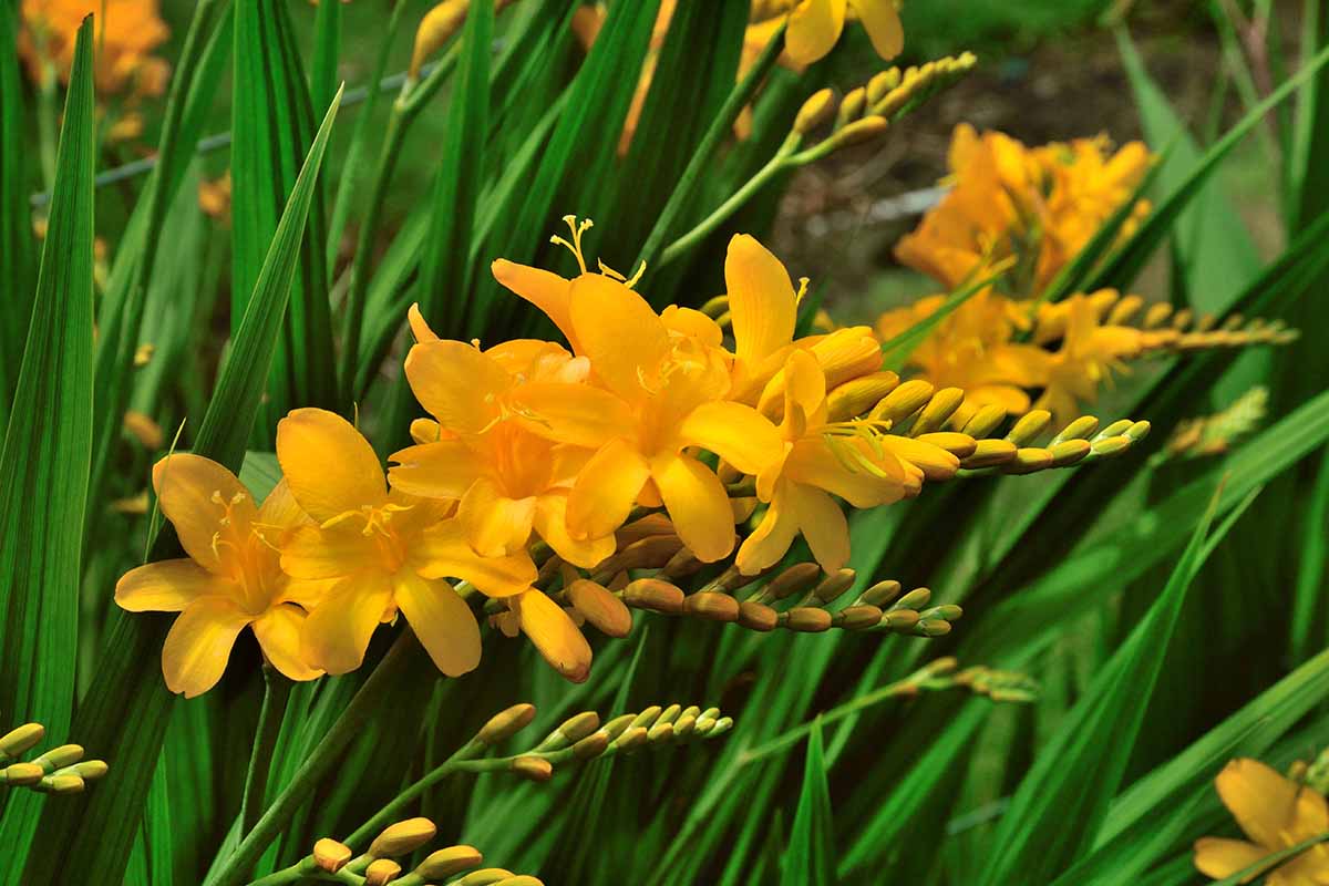 密切的横向图像亮黄色Crocosmia花种植在花园里。