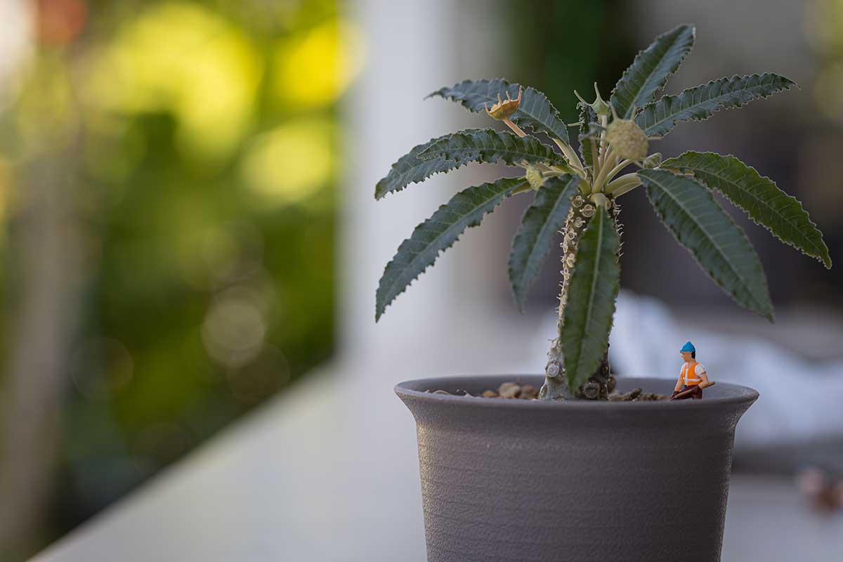 水平的形象Dorstenia标本在一锅用小雕像。