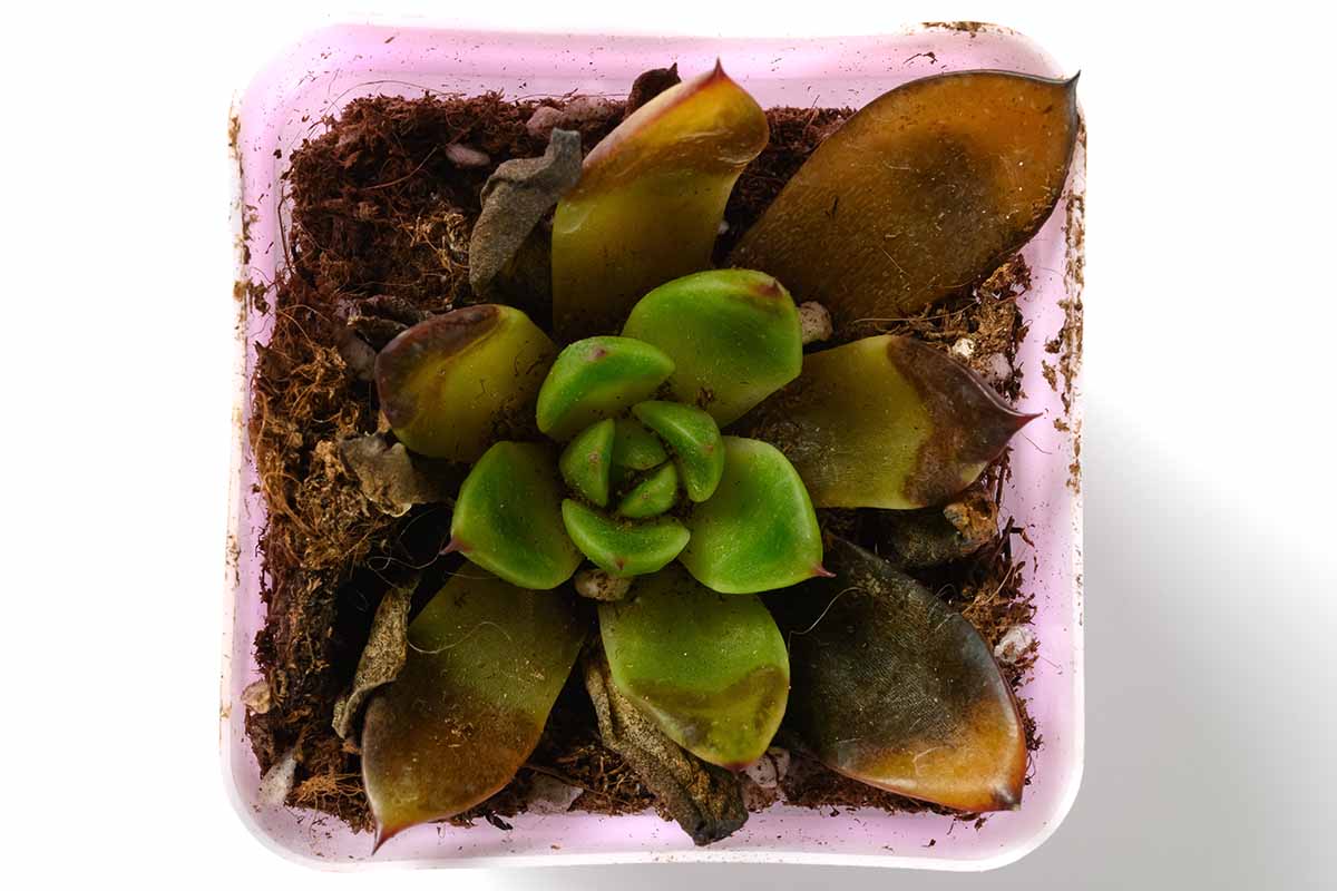 关闭水平图像的小盆栽肉质植物遭受腐烂。