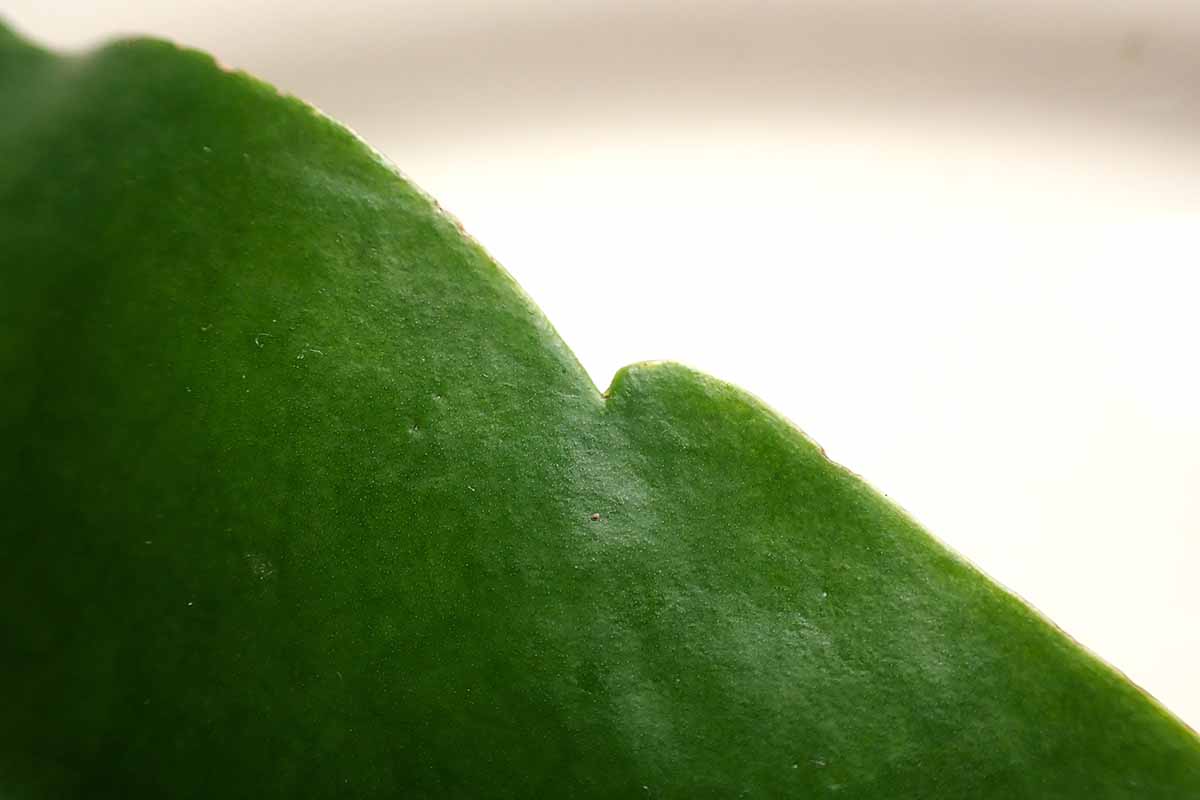密切的横向图像一片叶子的边缘。