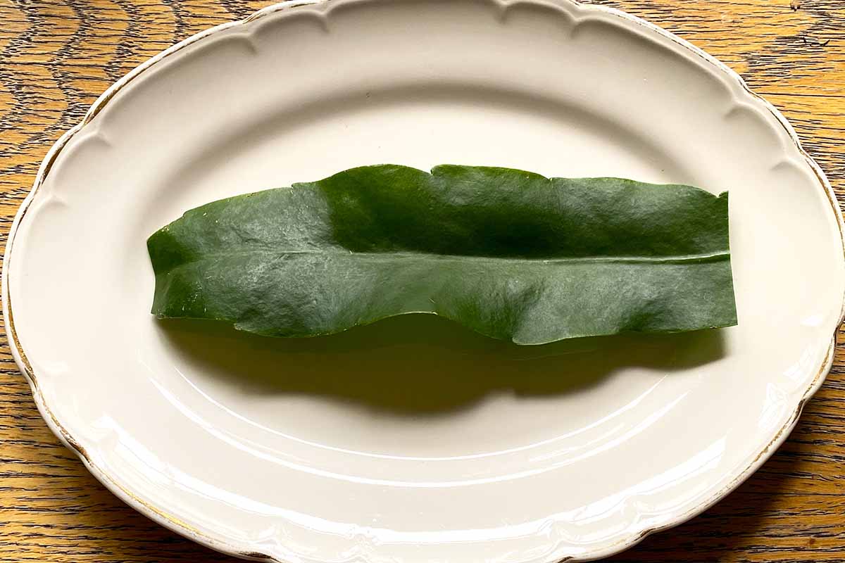 关闭水平切割一个叶子的图像从一个夜晚的王后昙花工厂设置在一个白盘子。
