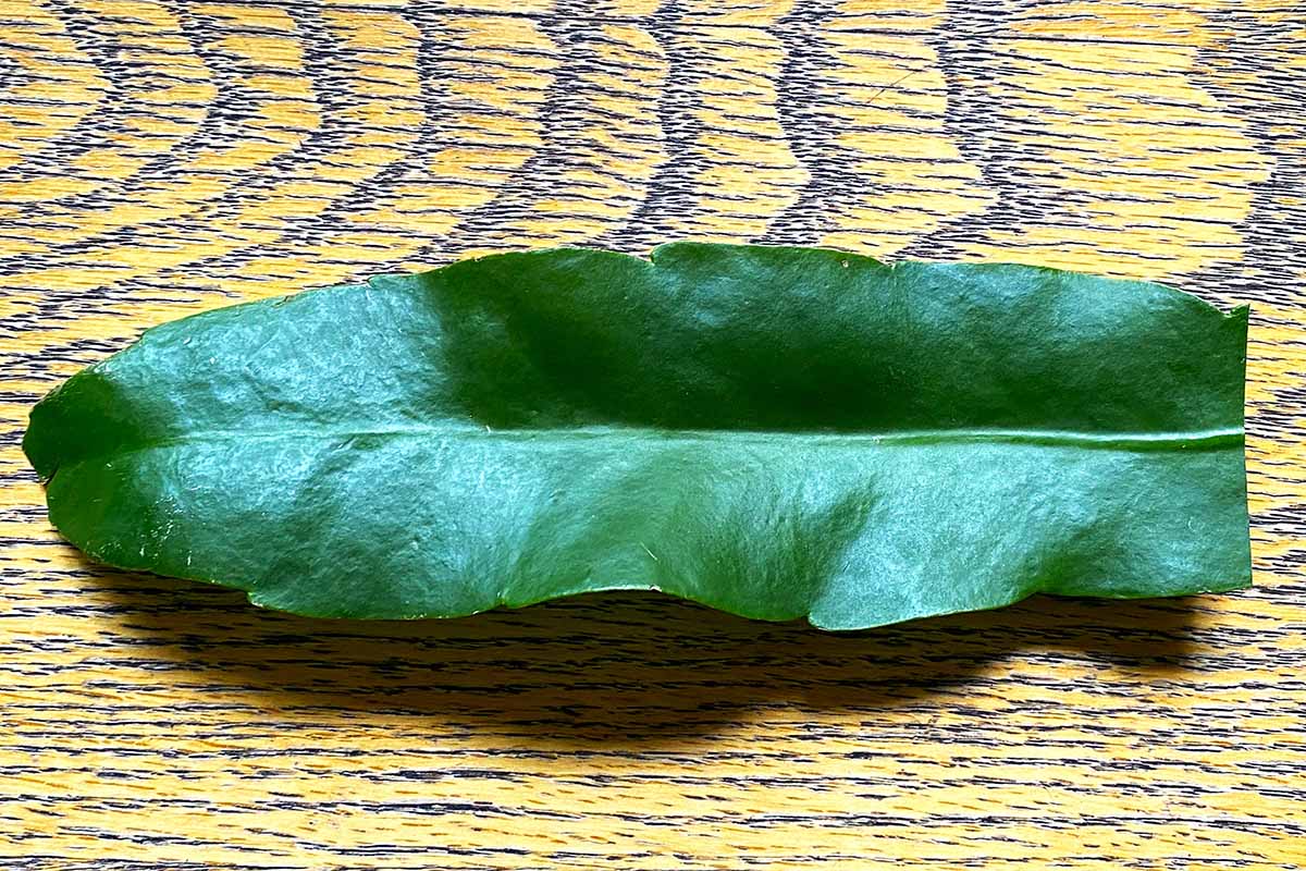 近水平切割一个叶子的图像从一个夜晚的王后昙花。
