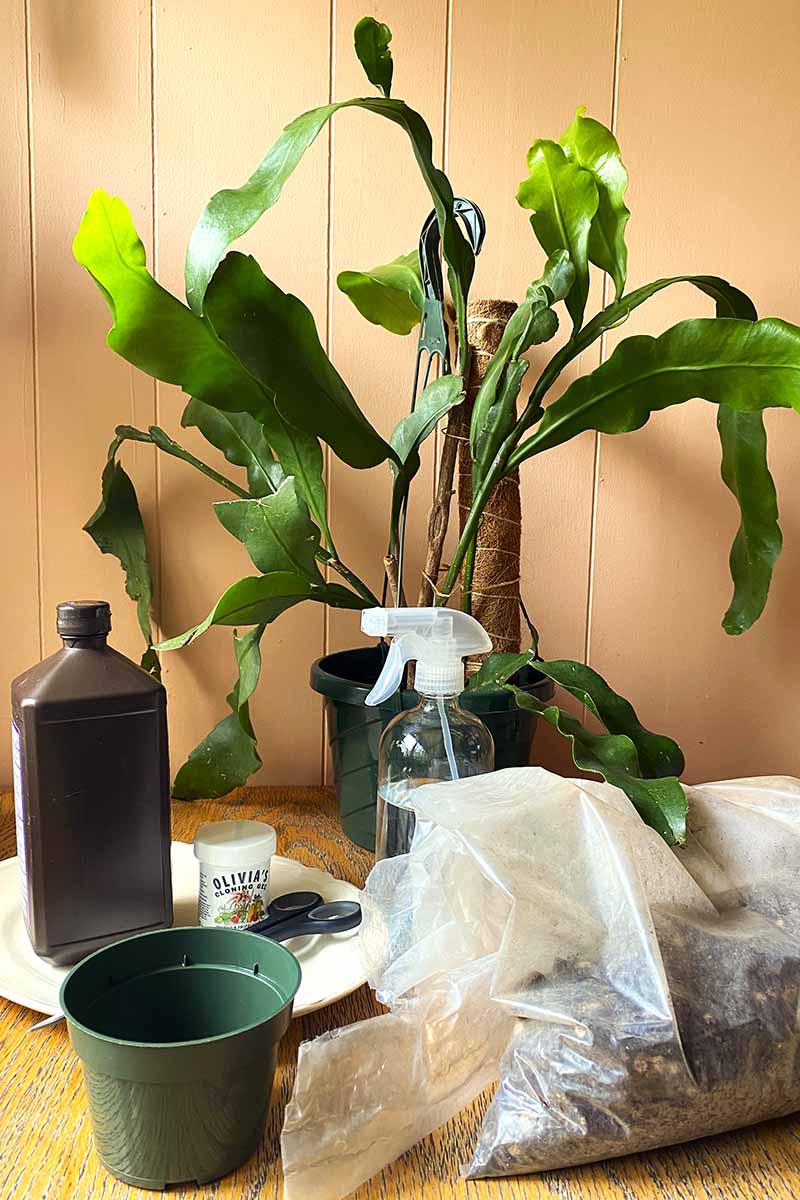 垂直的昙花一锅的苔藓,和传播供应在它前面。
