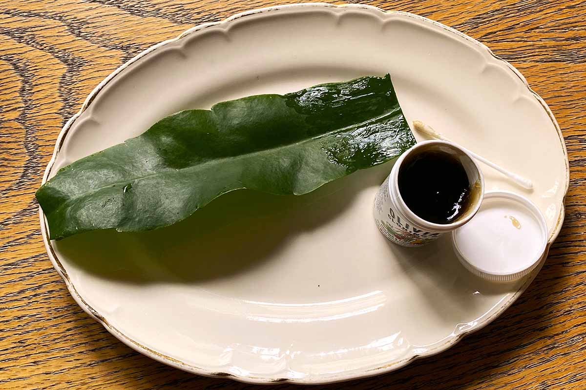 密切的横向图像克隆凝胶应用于叶片切割的基础上设置一个白色的木质表面板。