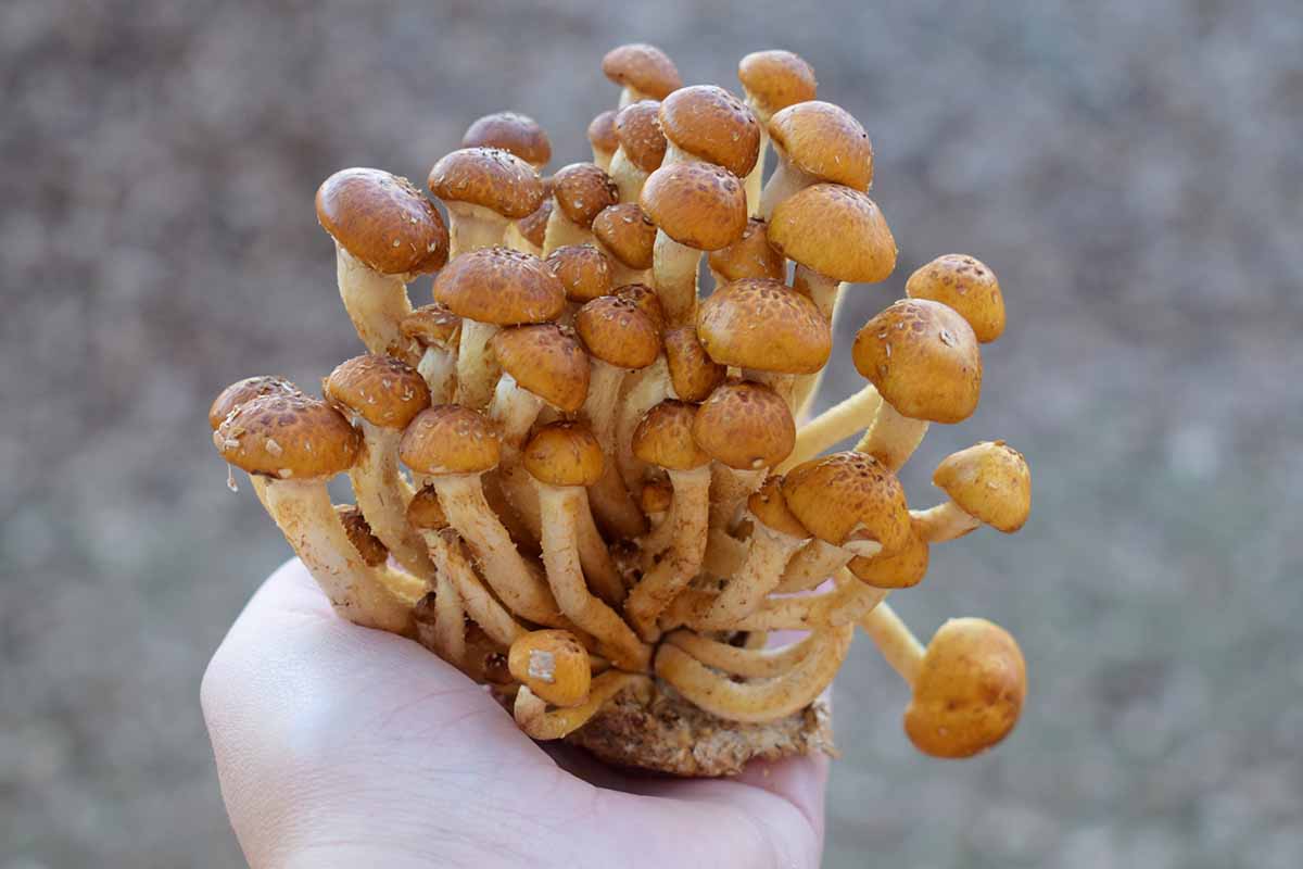 近水平形象的一只手从底部框架的手里拿着一丛食用栗子蘑菇软焦点的背景图。