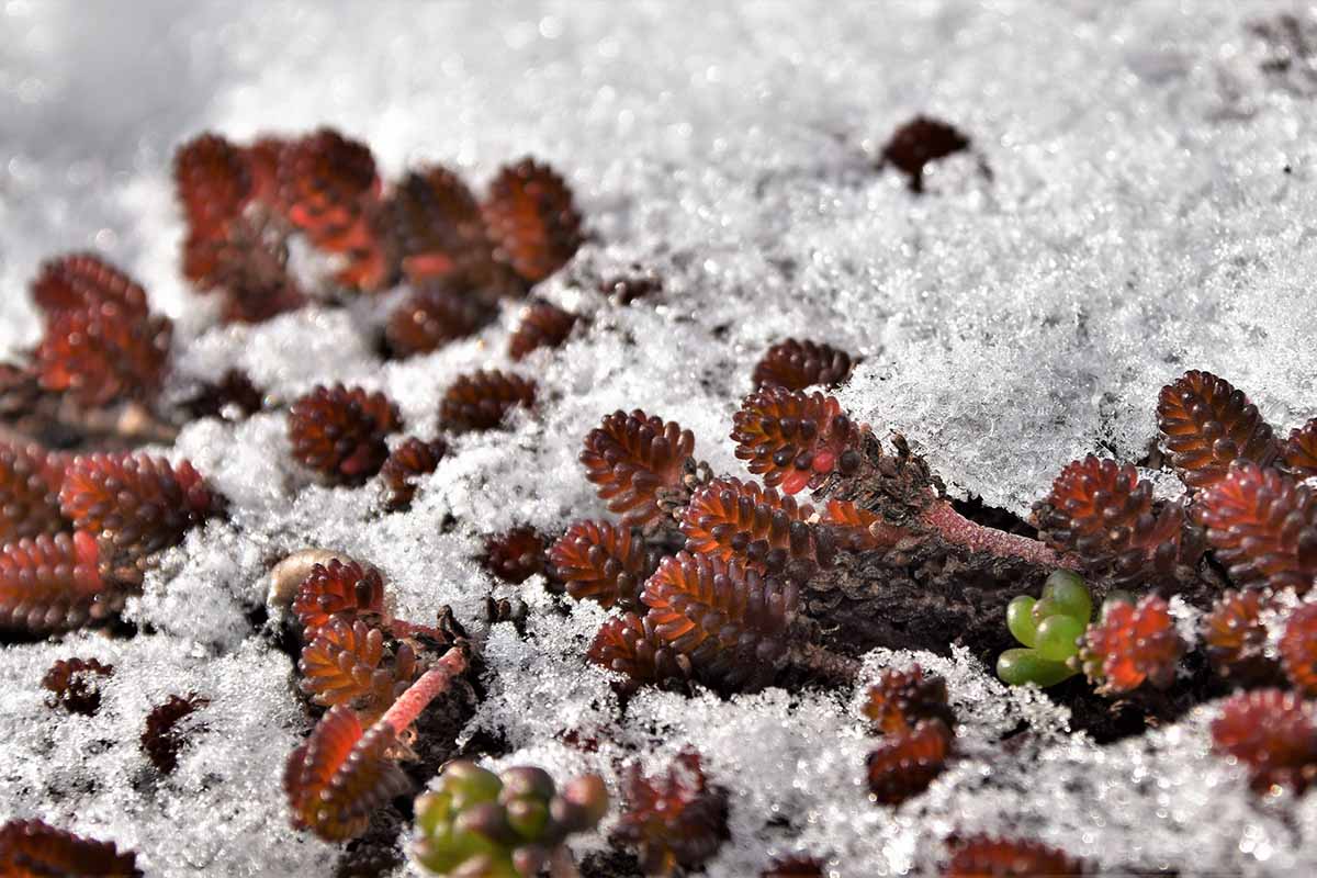 密切的横向图像肉质植物种植在花园里光覆盖下的雪。
