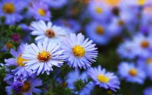 秋季花园的紫菀| GardenersPath.com