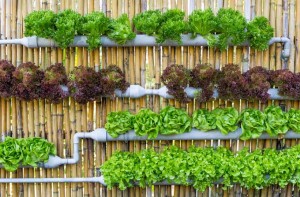如何创建一个GardenersPath.com垂直花园|