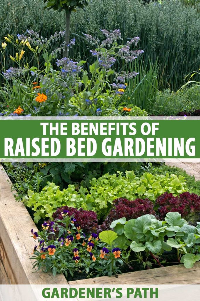 A raised bed made out of wood with a mature vegetable patch.