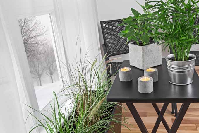 5无毒的植物,你需要尽快| GaBOB体育APP苹果下载rdenersPath.com