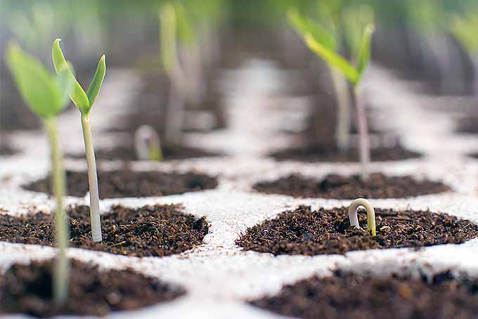 在室内的蛋箱中开始育苗。| Gardenerspath.com