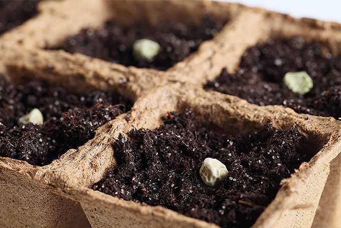 用自制的种子播种机在室内开始种植一年生种子。| Gardenerspath.com