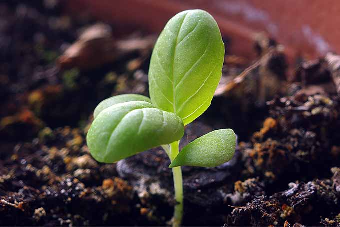| Gardenerspath.com