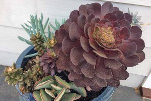 遵循这些简单的步骤，在家里繁殖多肉植物。| Gardenerspath.com