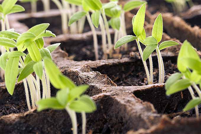 在室内播种，在春季园艺中获得跳跃。| Gardenerspath.com