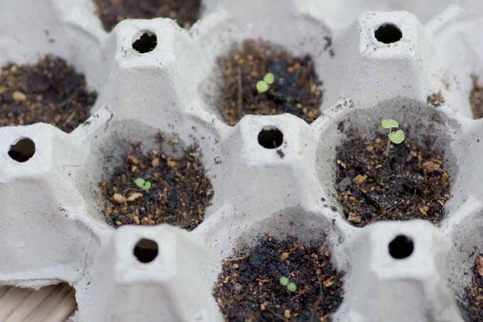 如何开始一年生植物在室内| GardenersPath.com