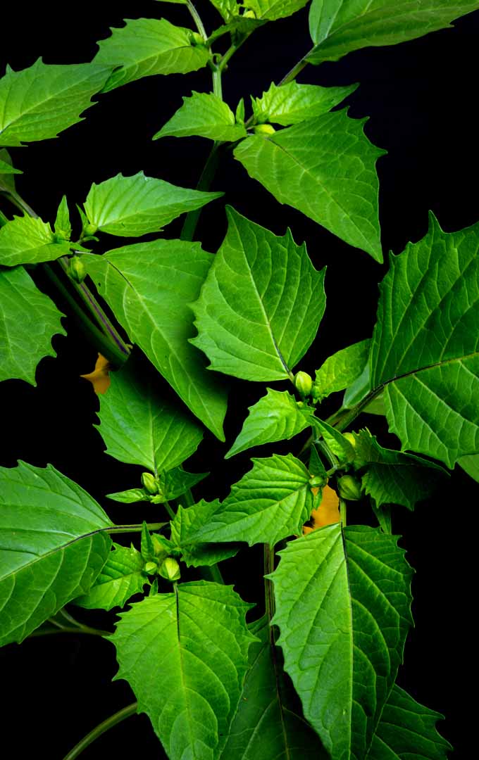 在花园设置的藤蔓上的小番茄果实。