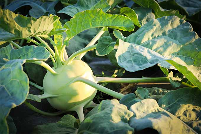 低空的阳光照射在黄绿色的苤蓝菜球茎上，从球茎上长出无数的叶柄。